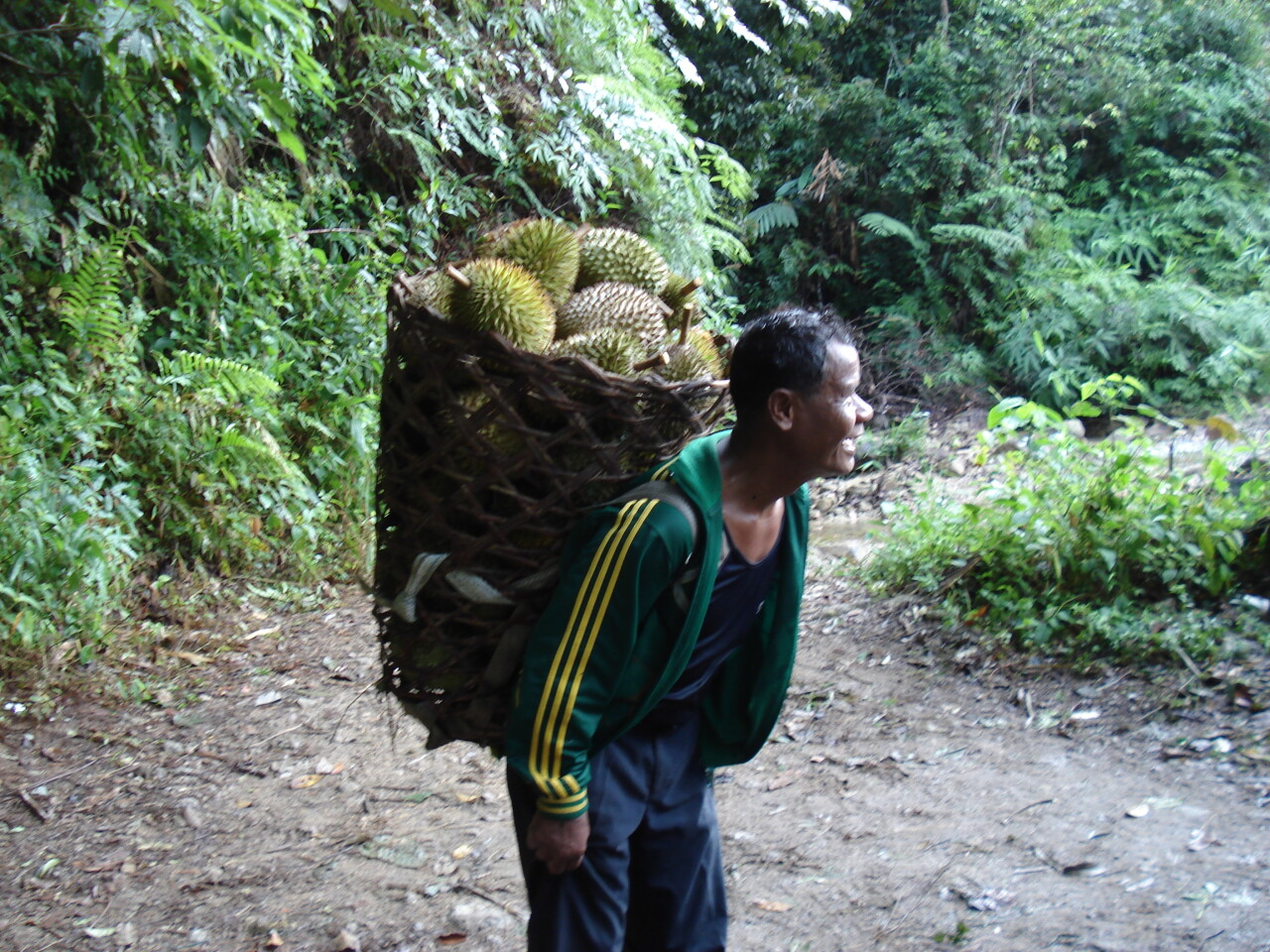 Download 450 Koleksi Gambar Durian Hutan Terbaik 